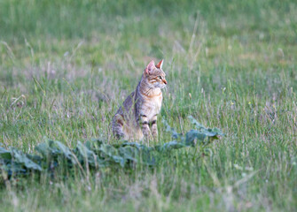 An African Wildcat sitting between green grass. It is looking sideways.