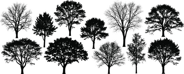 Fototapeta premium Black silhouettes of trees on white background tree, silhouette, black, white, background, leafy, bare, branches, trunks, foliage, nature, landscape, deciduous, evergreen, silhouettes, trees, eleven, 