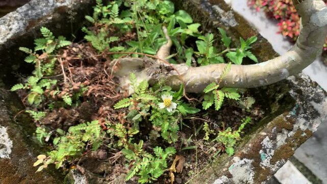 Coatbuttons (Tridax procumbens) flowers.
