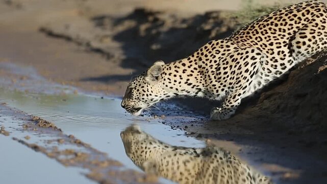 A large female leopard drinking water after the rain.