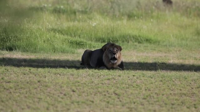 A large black maned lion lying in the savannah grassland roaring.