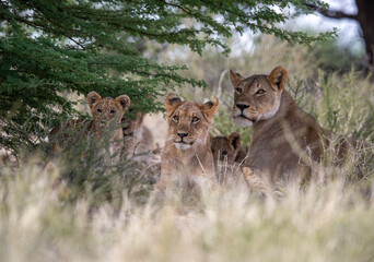 Obraz premium A pride of lions varying in age. They are all looking on as though something grabbed their attention of if they are going to hunt.