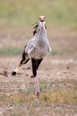 A Secretary bird walking over the savannah grasslands. 