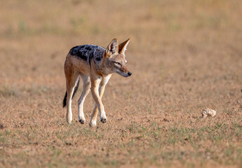 A Black Backed Jackal looking focussed as it is stalking or trotting.