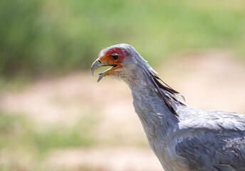 A close up of the face of a Secretary bird with it's mouth or beak wide open.