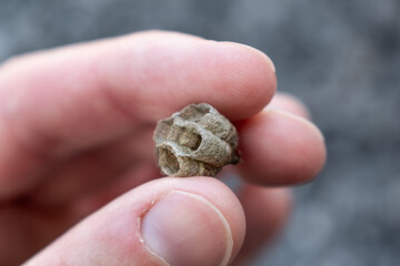Small empty wasp nest outdoors