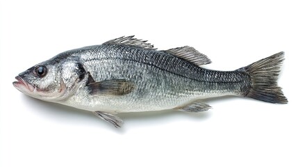 seabass. Fresh sea bass displayed on a white surface, highlighting detailed scales and texture under even lighting. menu design.