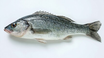 seabass. Fresh sea bass displayed on a white surface, highlighting detailed scales and texture under even lighting. menu design.
