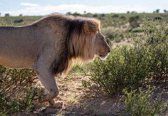 A close up of a large male lion from the side as he is walking past.