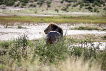 A large male lion looking back or sideways as he is on his way through the dry river bed.