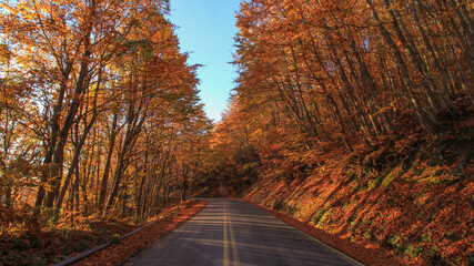 Naklejka premium Autumn at Pelion mountain,road beech forest,Magnesia,Thessaly,Greece