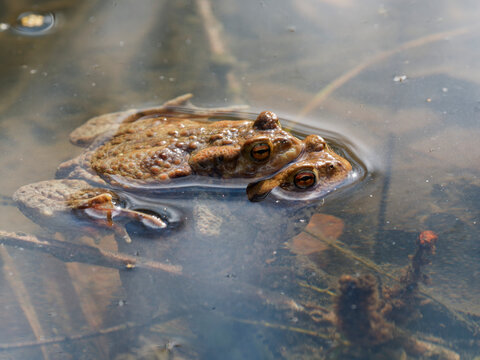 Erdkr&ouml;te, Bufo bufo, bei der Paarung