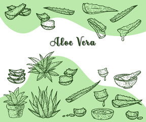 Aloe vera hand drawn sketch botanical herbal vintage illustration green background