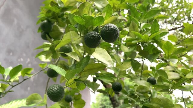 green kaffir lime or bergamot lime tree.