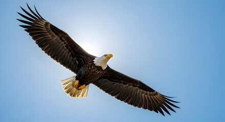 Obraz premium Majestic Bald Eagle Soaring High in Blue Sky