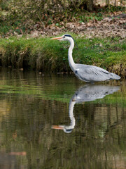 Graureiher, Ardea cinerea