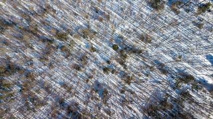 Aerial view over Perlacher Forst, forest with green trees in winter in Munich, Germany.