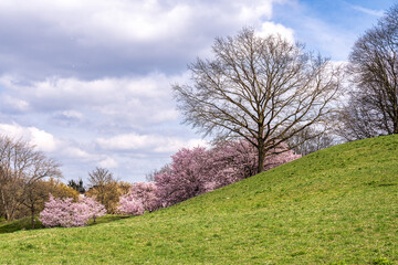 Obraz premium Cherry blossoms in Munich, Germany. Pink cherry blossoms with a blue and cloudy sky background. Spring in Germany.
