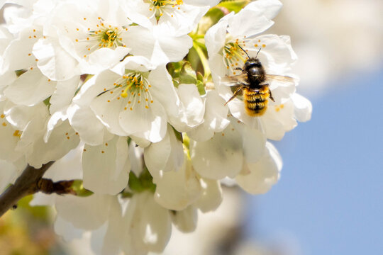 Bee gathering pollen in white cherry tree flowers in spring for pollination