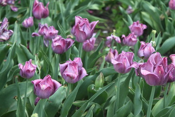 Fototapeta premium pink tulips in the garden