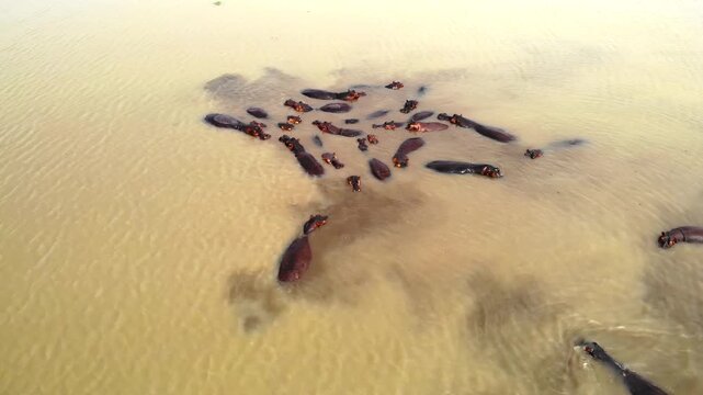Unmanned Aerial Video Depicts Herd Stampede Across Waterlogged Ground With Dust And Splashes. Media