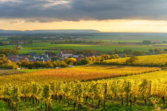 Sonnenuntergang &uuml;ber den Weinbergen bei Wiebelsberg, Gemeinde Oberschwarzach, Landkreis Schweinfurt, Unterfranken, Franken, Bayern, Deutschland
