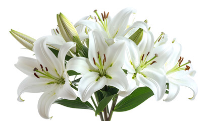 Obraz premium A bouquet of radiant white lilies with green stems and leaves, set against a transparent background