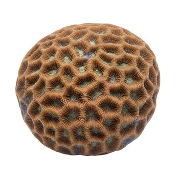 Orbicella annularis reef coral showing a massive dome-shaped colony with tightly packed polyps and intricate ridged texture, highlighting the natural structure of a hard coral reef.