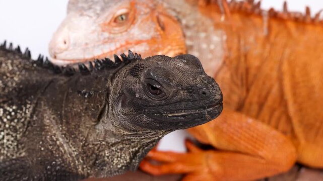 Close Up of a Black Hydrosaurus and Orange Iguana Resting Together
