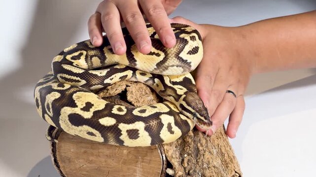 Person Gently Touching Coiled Ball Python Resting on a Wood Log