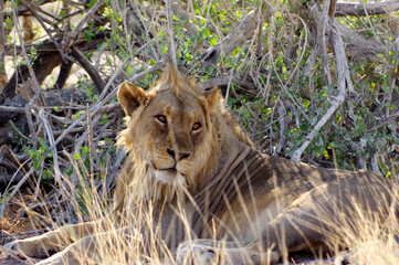 Lion dans le parc national d'Etosha en Namibie

