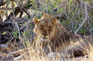 Lion dans le parc national d'Etosha en Namibie
