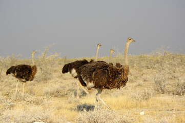 Autruches dans le parc national d'Etosha en Namibie
