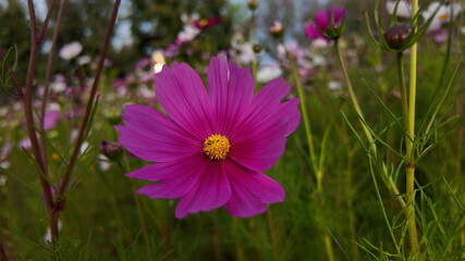 Obraz premium Blooming Magenta Cosmos Flowers in Garden Square