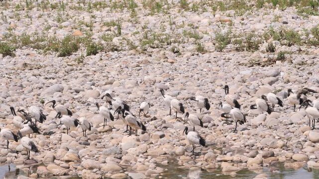 A colony of sacred Ibis along Brembo river, Lombardy, Italy