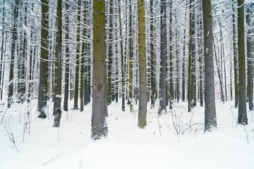 Fototapeta premium Snowy winter forest background. Spruce trees' trunks are covered with snow.