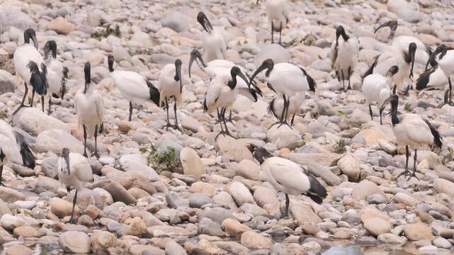 A colony of sacred Ibis along Brembo river, Lombardy, Italy