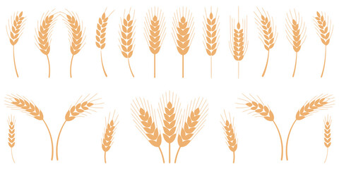 Fototapeta premium Wheat and rye ears, barley rice grains, brewing emblem design, organic farm harvest, golden cereal patterns, vector illustration isolated, agricultural food symbols