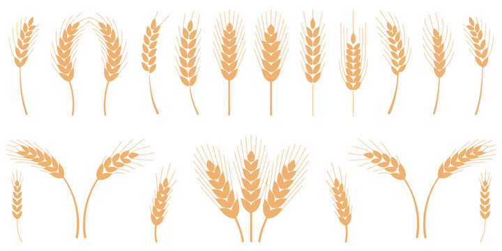 Wheat and rye ears, barley rice grains, brewing emblem design, organic farm harvest, golden cereal patterns, vector illustration isolated, agricultural food symbols