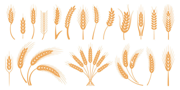 Wheat and rye ears, barley rice grains, beer logo elements, organic agriculture food, golden heraldic shapes, vector illustration isolated, natural farming symbols