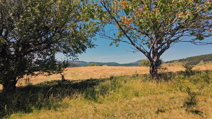 Obraz premium Tranquil sunny summer landscape with green fields and hills.