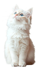 Fototapeta premium Fluffy white kitten with blue eyes sitting looking up, provided as a PNG on transparent background