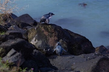 Oamaru blue Penguins (Aotearoa)