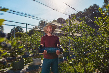 Farmer picking fresh blueberries on a farm.