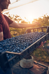 Farmer picking fresh blueberries on a farm.