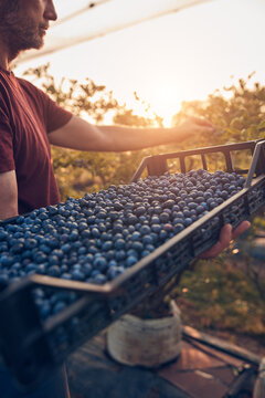 Farmer picking fresh blueberries on a farm.