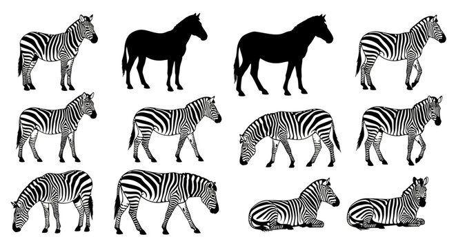 Collection of black zebra silhouettes in various poses,