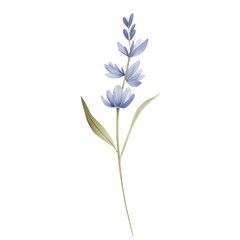 Obraz premium Lavender Flower Illustration on White Background
