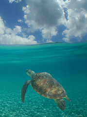 Obraz premium a sea turtle swimming in the reef