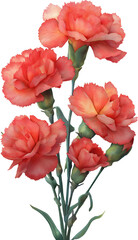 Obraz premium Pink Carnation Watercolor Drawing Illustration Isolated on Transparent And White Background, Parents’ Day Flower PNG